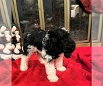 Small Photo #3 Poodle (Standard) Puppy For Sale in MIDDLETOWN, OH, USA