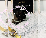 Small #4 French Bulldog