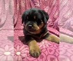 Small #11 Rottweiler