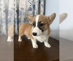 Small #46 Pembroke Welsh Corgi