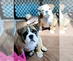 Small Photo #13 Bulldog Puppy For Sale in NORCO, CA, USA