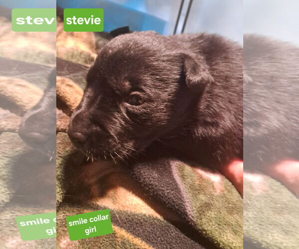 Medium Photo #5 Shepradors Puppy For Sale in Princeton, MN, USA