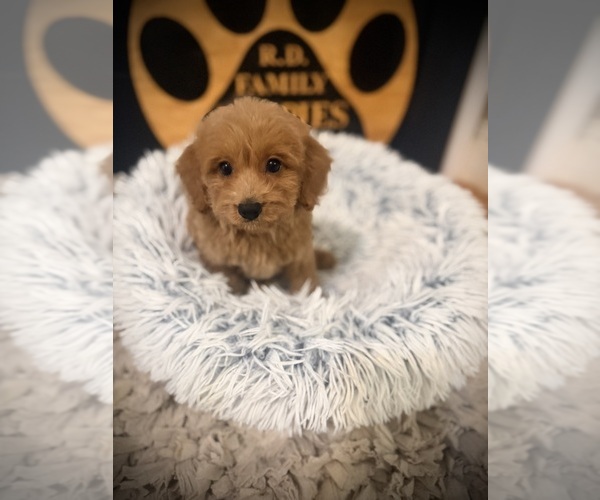 Medium Photo #4 Cockapoo (Toy) Puppy For Sale in CROSSVILLE, TN, USA
