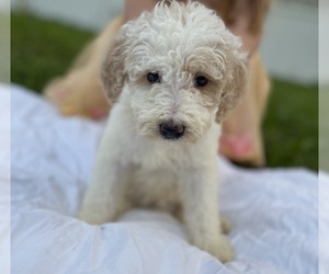 Goldendoodle Puppy for sale in SILVER SPRINGS, FL, USA