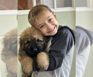 Bouvier Des Flandres Puppy for sale in HASTINGS, MI, USA