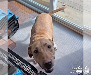 Labrador Retriever-Unknown Mix Dogs for adoption in Washington, DC, USA
