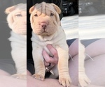Small Photo #1 Chinese Shar-Pei Puppy For Sale in OTTAWA LAKE, MI, USA