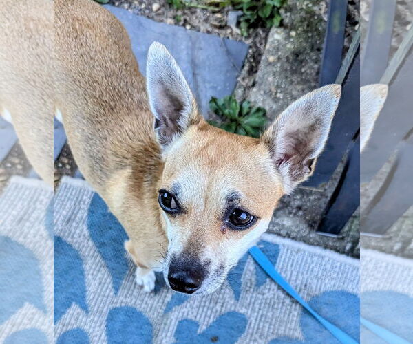 Medium Photo #2 Chiweenie Puppy For Sale in Oakhurst, NJ, USA