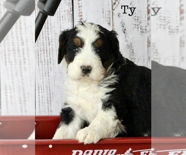 Medium Photo #1 Bernedoodle Puppy For Sale in HUNTINGTON, MA, USA