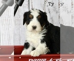 Small Photo #7 Bernedoodle Puppy For Sale in HUNTINGTON, MA, USA