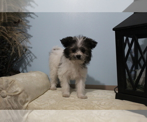 Ewokian Puppy for sale in SEARS, MI, USA