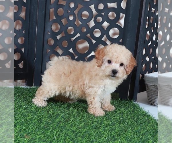 Medium Photo #3 Bichpoo Puppy For Sale in MOUNT VERNON, OH, USA