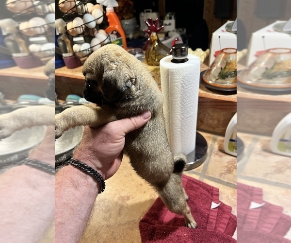 Medium Photo #5 Pug Puppy For Sale in WILLIAMSBURG, VA, USA