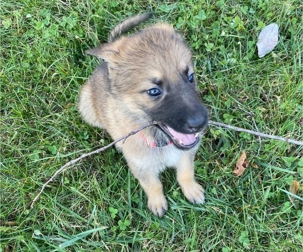 Medium Photo #1 German Shepherd Dog Puppy For Sale in STAFFORD, VA, USA
