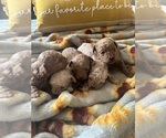 Small #3 Poodle (Toy)