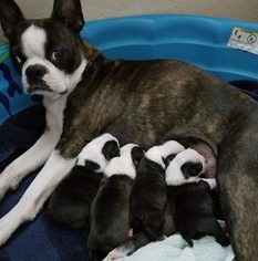 Mother of the Boston Terrier puppies born on 08/18/2017