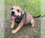 Small Bulldog Mix