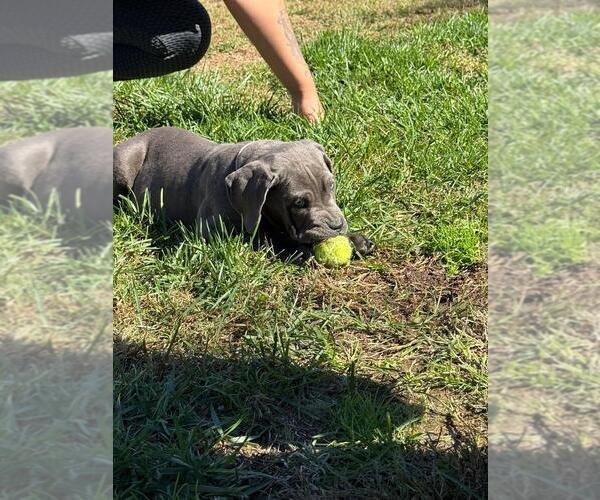 Medium Photo #7 Cane Corso Puppy For Sale in EGG HARBOR TOWNSHIP, NJ, USA