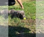 Small Photo #7 Cane Corso Puppy For Sale in EGG HARBOR TOWNSHIP, NJ, USA