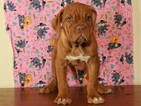 Small Photo #3 Dogue de Bordeaux Puppy For Sale in SHAWNEE, OK, USA