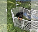 Small #4 Rottweiler