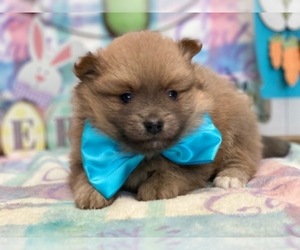 Pomeranian Puppy for sale in LANCASTER, PA, USA