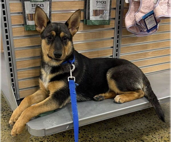 Medium Photo #10 Mutt Puppy For Sale in Elmsford, NY, USA