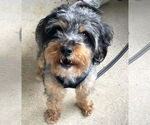 Small #3 Australian Terrier Mix