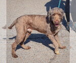 Small Photo #3 Chocolate Labrador retriever-Unknown Mix Puppy For Sale in Huntley, IL, USA
