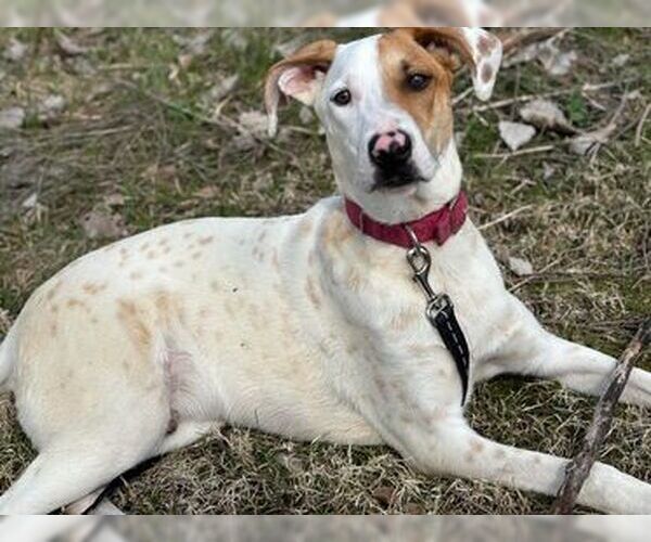 Medium Photo #6 Pointer-Unknown Mix Puppy For Sale in Oskaloosa, IA, USA