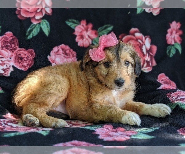 Medium Photo #5 Sheltidoodle Puppy For Sale in CHRISTIANA, PA, USA