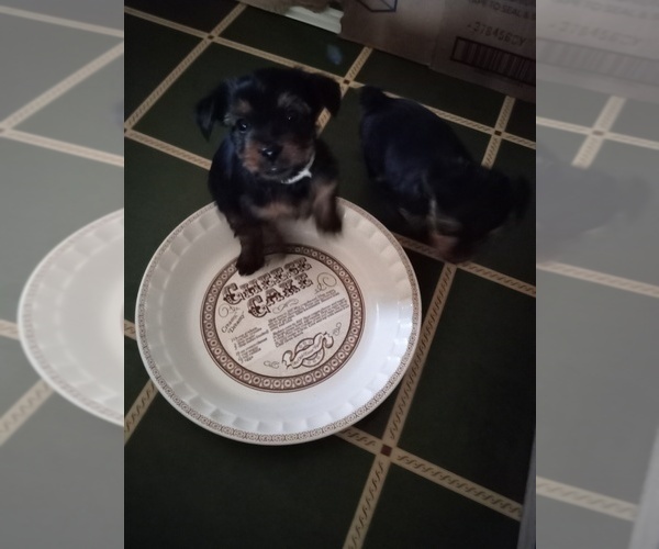 Medium Photo #3 Yorkshire Terrier Puppy For Sale in LOGANVILLE, GA, USA