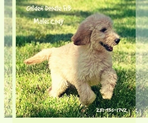 Goldendoodle-Poodle (Standard) Mix Puppy for sale in SUGAR LAND, TX, USA