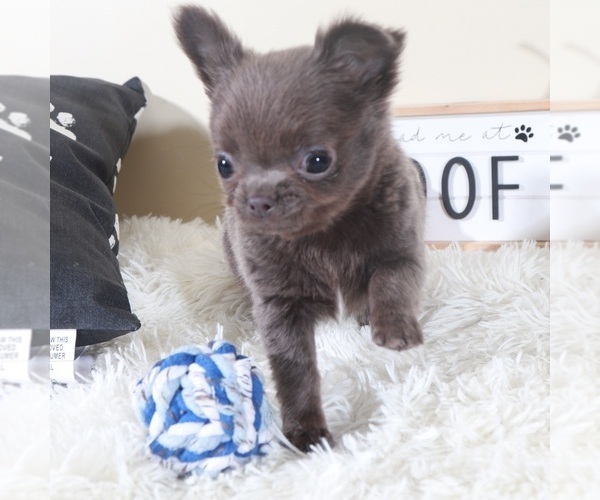 Medium Photo #2 Chihuahua Puppy For Sale in MOUNT VERNON, OH, USA