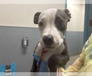 American Pit Bull Terrier-Unknown Mix Dogs for adoption in Las Vegas, NV, USA