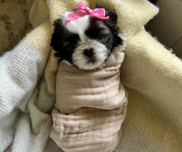 Medium Photo #1 Shih Tzu Puppy For Sale in VANCOUVER, WA, USA