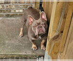 Small French Bulldog