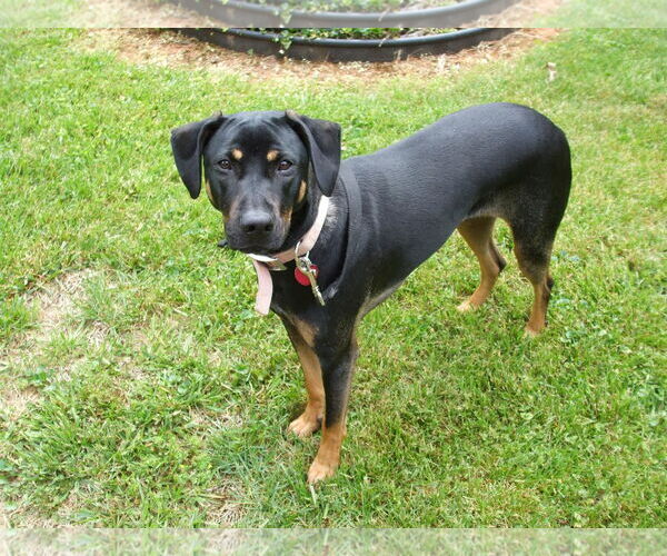 Medium Photo #6 Mutt Puppy For Sale in Forest, VA, USA