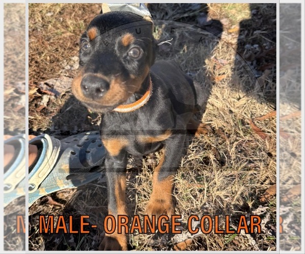 Medium Photo #1 Doberman Pinscher Puppy For Sale in LAFAYETTE, TN, USA