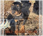Image preview for Ad Listing. Nickname: Doberman