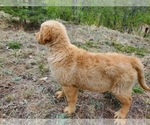 Small Photo #19 Golden Retriever Puppy For Sale in PEYTON, CO, USA