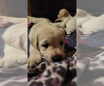 Small Photo #2 Labrador Retriever Puppy For Sale in MUKWONAGO, WI, USA