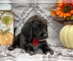 Small Photo #2 Poogle Puppy For Sale in LANCASTER, PA, USA
