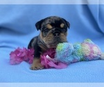 Small #2 English Bulldog