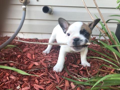 Medium Photo #6 French Bulldog Puppy For Sale in STILLWATER, MN, USA