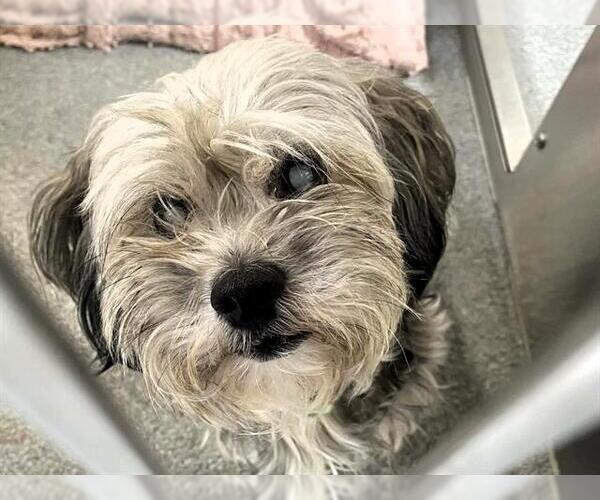 Medium Photo #1 Poodle (Miniature)-Unknown Mix Puppy For Sale in Orange, CA, USA