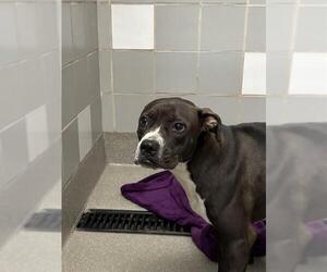 Bullboxer Pit Dogs for adoption in Las Vegas, NV, USA