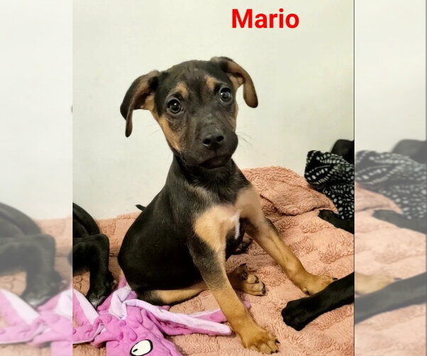 Medium Photo #5 Australian Shepherd-Unknown Mix Puppy For Sale in Des Moines, IA, USA