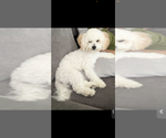 Small Photo #1 Pyredoodle (Toy) Puppy For Sale in TOLLESON, AZ, USA