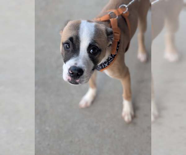 Medium Photo #1 Mutt Puppy For Sale in Holly Springs, NC, USA